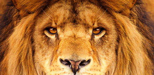 Lion eyes