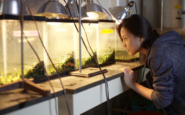 Biology student observing turtles in lab