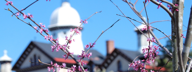 Old Main's dome in the distance with some small redbud blooms just starting to pop in the foreground